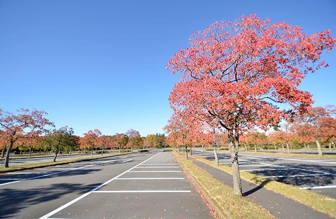 昭和記念公園の駐車場はどこがいい 便利でおすすめは 料金は安い